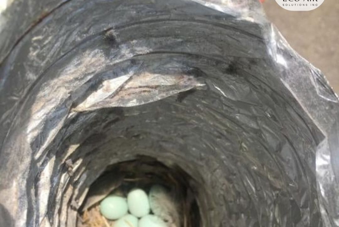 Bird Nest Removal Eco Air duct